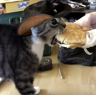 可爱小猫