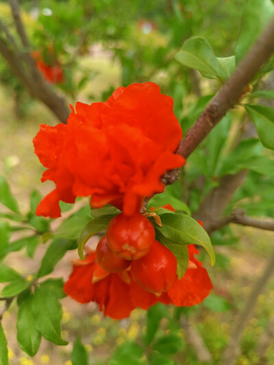花