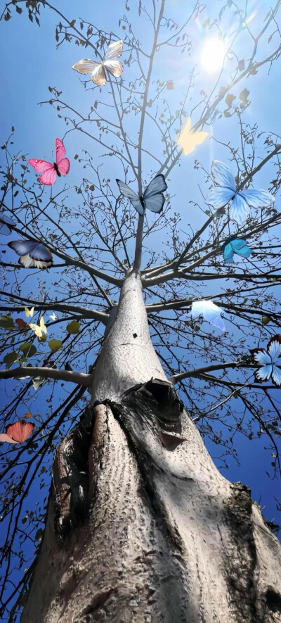 全屏壁纸
