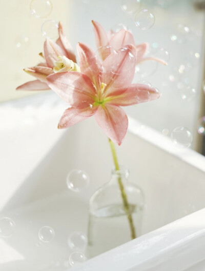 百合花