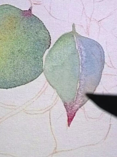 2、用湿画法画叶片部分，先给叶子画一层淡淡的绿色，在加入淡红色来画叶尾部分，让整片叶子更添真实感。