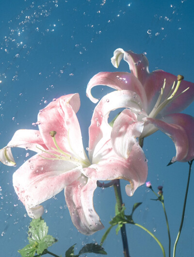百合花
