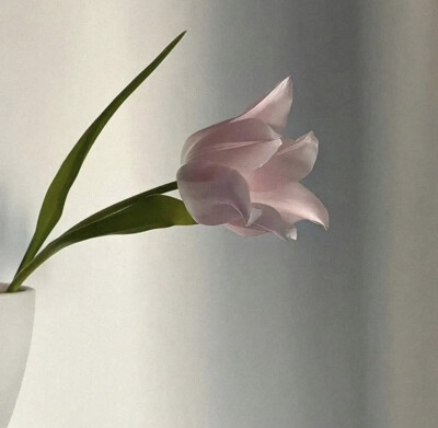 简约花朵背景