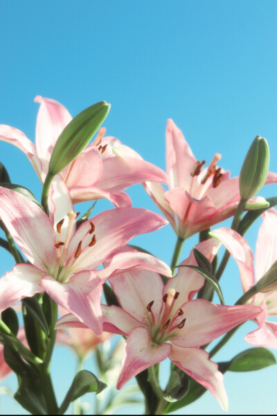 百合花