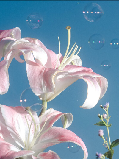 百合花
