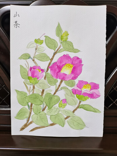 17 玫红山茶（绘画 | 水彩 | 果花甘03）
2018.06
“桔林独秀染胭脂，不使群芳次第窥。月桂殷勤来并色，江梅寂寞许同时。”山茶艳丽，玫红色山茶更艳丽。
山茶花有一个很惊悚的别名，叫断头花，来源一说是以年轻女孩…