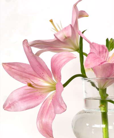 百合花
