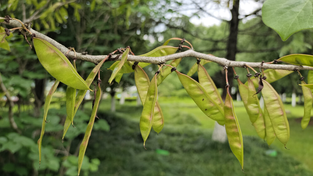 植物果实欣赏：紫荆果实