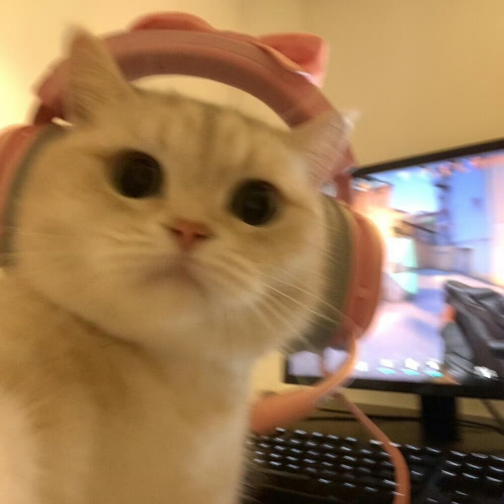 动漫萌宠情侣头像