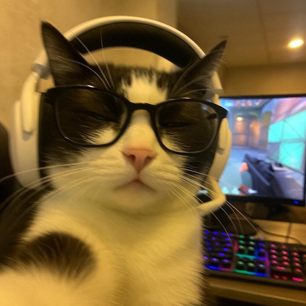 动漫萌宠情侣头像