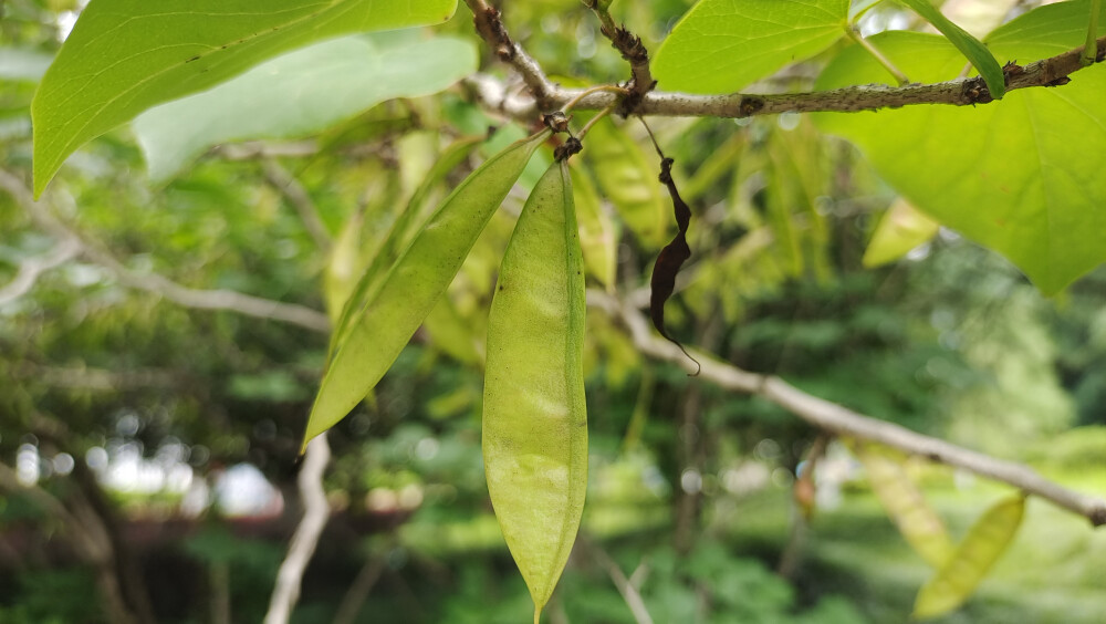 植物果实欣赏：紫荆果实