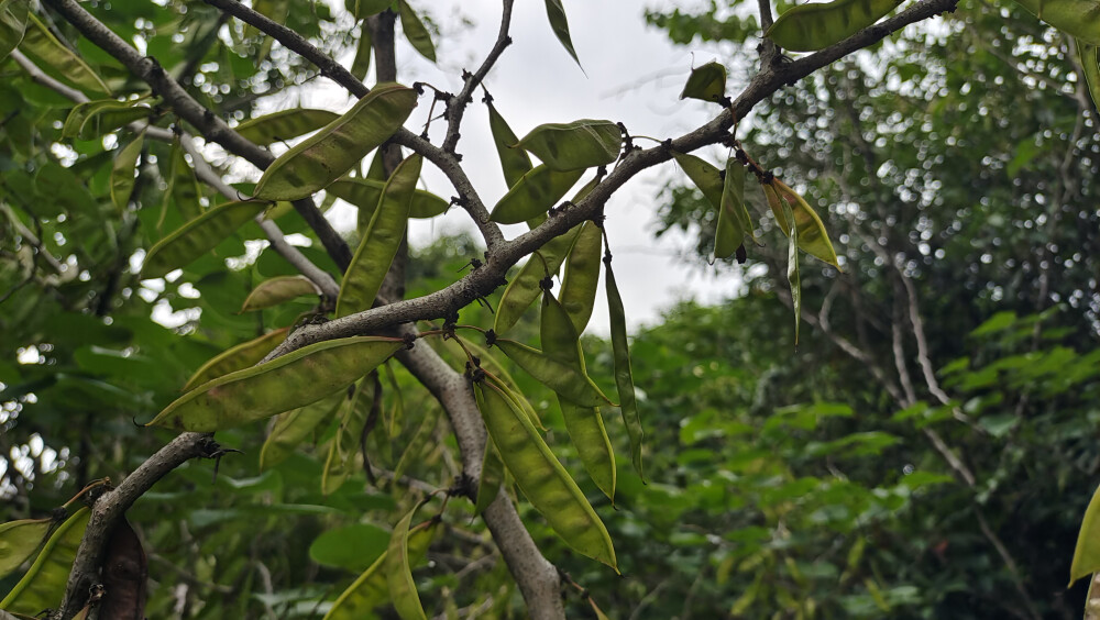 植物果实欣赏：紫荆果实