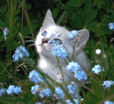 猫核