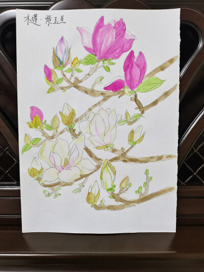 18 木莲·玉兰（绘画 | 水彩 | 果花甘03）
2018.6.24
木兰/木莲，玉兰，是很相似的花。木莲花如其名，像小小的荷花盛放在枝头，木兰有的花瓣更加细长，有的花形饱满，而玉兰花开满树，繁盛高洁，玉雪莹润。
见过粉…