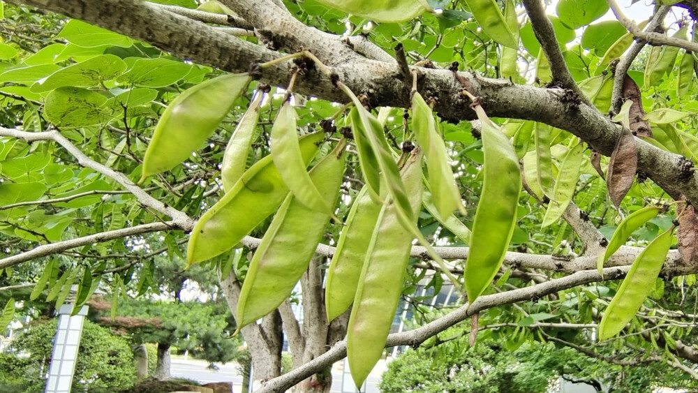 植物果实欣赏：紫荆果实