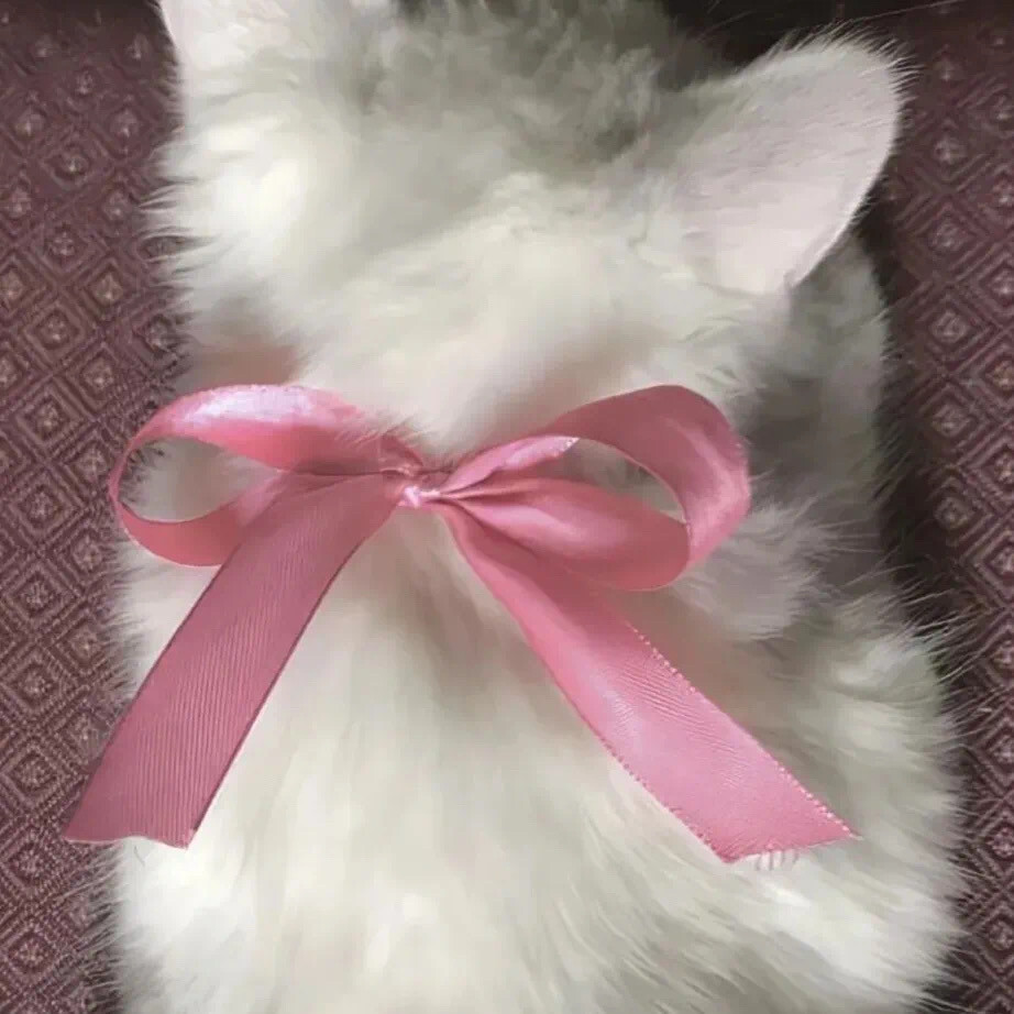 小裤头