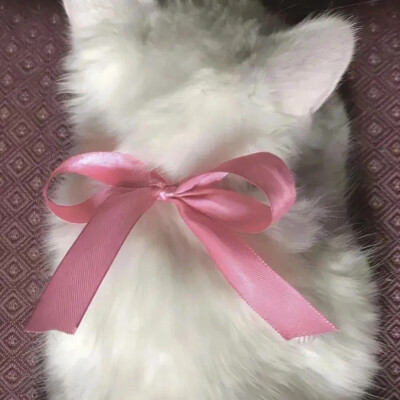 小裤头