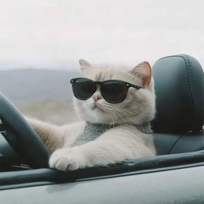 猫咪头像，
来源网络，仅分享，侵权删。