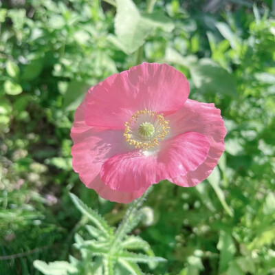 朋友拍的虞美人