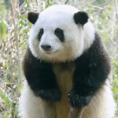 熊猫头像