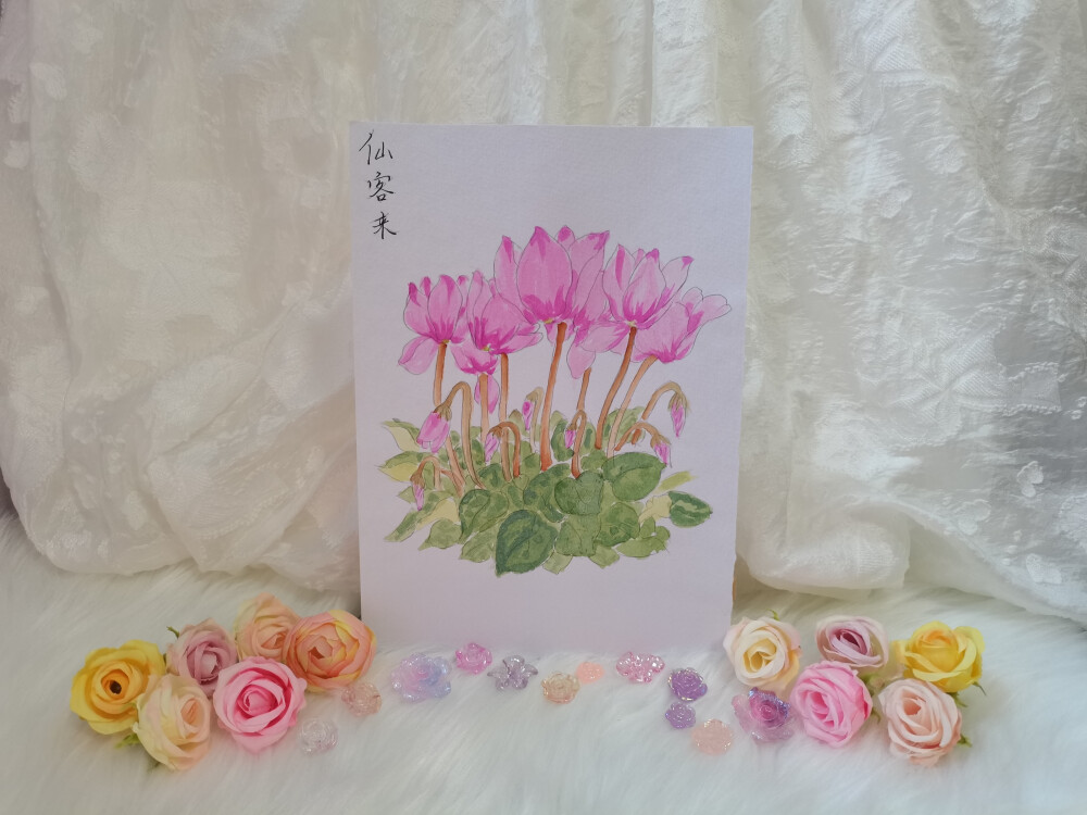 19 仙客来（绘画 | 水彩 | 果花甘03）
2018.06.24
仙客来，外形很是灵动。
反卷上翘的花瓣形如同兔耳，有人就愿称其作兔耳花，确实很活泼。
而它的英文名字cyclamen，音译“仙客来”。仙客，从天界翩翩降临，在花丛中聚灵成形，变成可爱灵动的花朵，一簇簇挤挤挨挨地聚在一起，偷偷观察周围的景物。