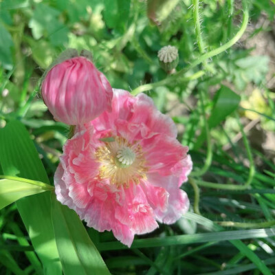 朋友拍的虞美人