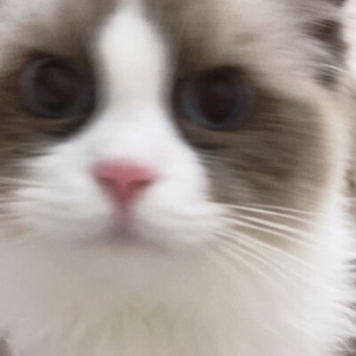 猫猫头像