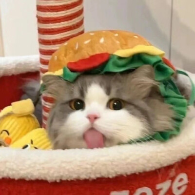 汉堡猫头像