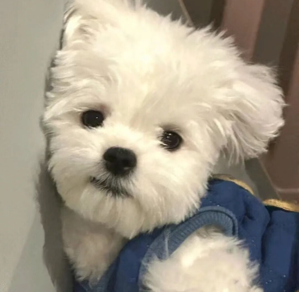狗狗头像