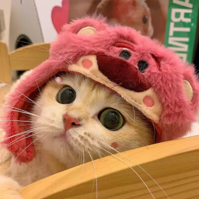 可爱猫咪