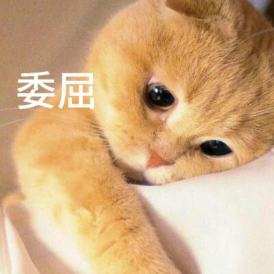 表情包