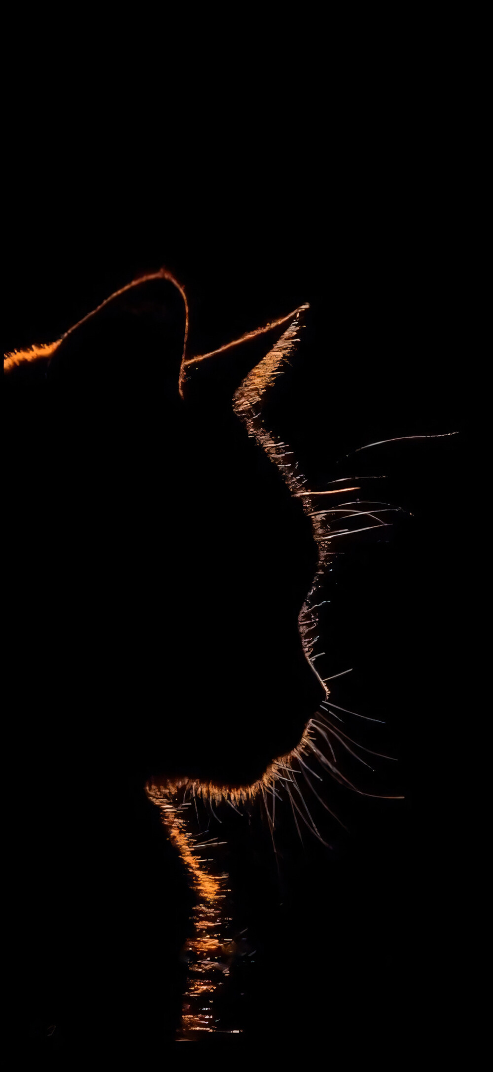 猫猫