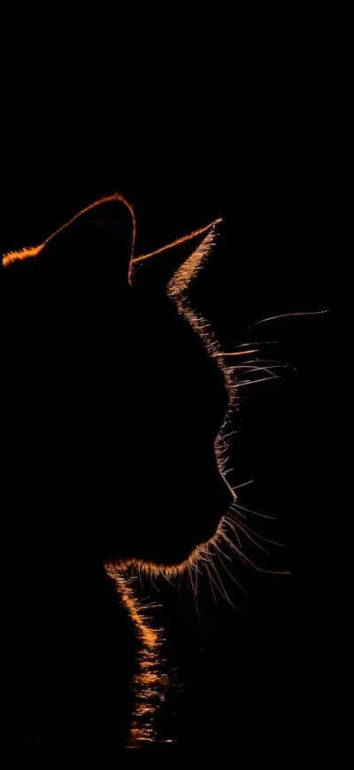 猫猫