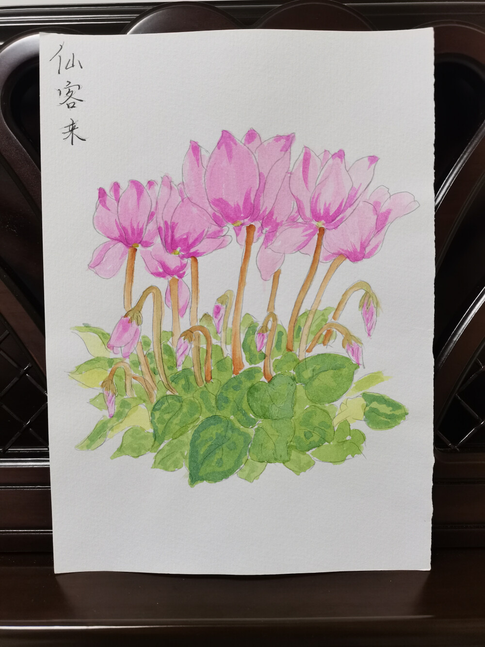 19 仙客来（绘画 | 水彩 | 果花甘03）
2018.06.24
仙客来，外形很是灵动。
反卷上翘的花瓣形如同兔耳，有人就愿称其作兔耳花，确实很活泼。
而它的英文名字cyclamen，音译“仙客来”。仙客，从天界翩翩降临，在花丛中聚灵成形，变成可爱灵动的花朵，一簇簇挤挤挨挨地聚在一起，偷偷观察周围的景物。