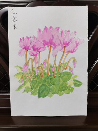 19 仙客来（绘画 | 水彩 | 果花甘03）
2018.06.24
仙客来，外形很是灵动。
反卷上翘的花瓣形如同兔耳，有人就愿称其作兔耳花，确实很活泼。
而它的英文名字cyclamen，音译“仙客来”。仙客，从天界翩翩降临，在花…