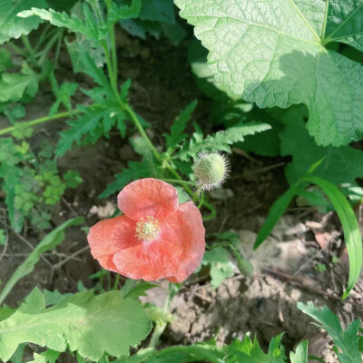 朋友拍的虞美人