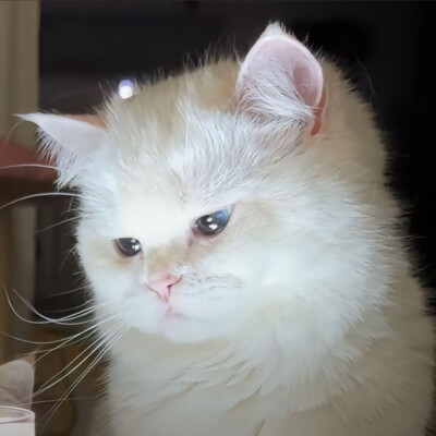 情头
