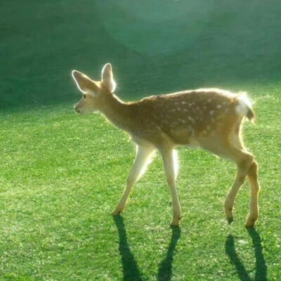 绿色