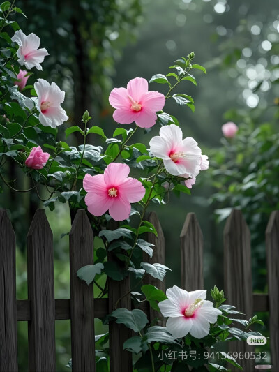 花草