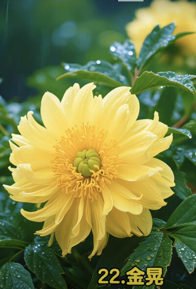 花