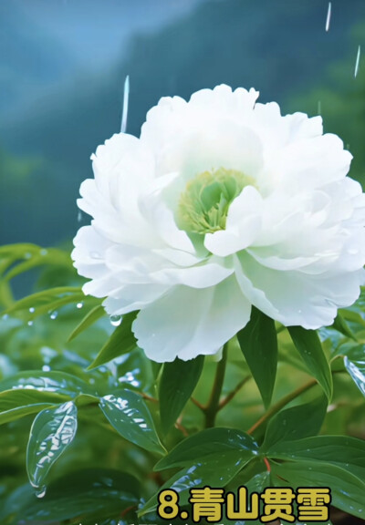 花