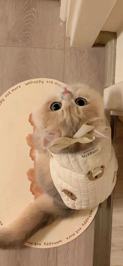 猫猫拯救世界