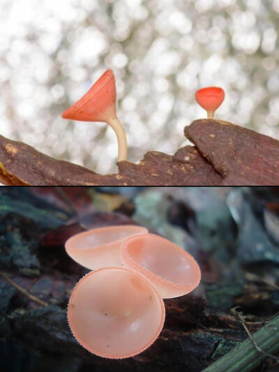 中文名：橘黄刺杯菌
拉丁学名：Cookeina speciosa
目：盘菌目
科：肉杯菌科 Sarcoscyphaceae
属：毛杯菌属 Cookeina
是否可食用：未知。
形态特征：
· 子实体小，高3-4cm，杯状，橙黄或橘黄色，似蜡质。
· 子囊盘…