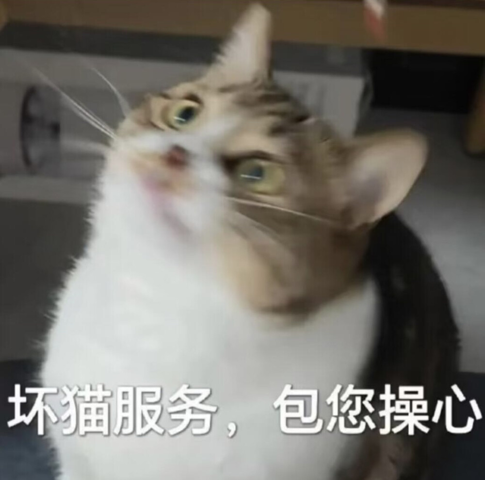 你很胖 才不是毛茸茸