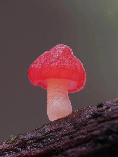 红色的迷你蘑菇，不知名蘑菇