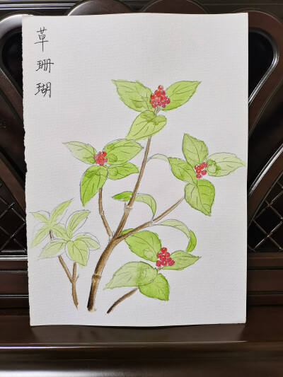 21 草珊瑚（绘画 | 水彩 | 果花甘03）
2018.06.24
让人看着清爽的草珊瑚，茶树般的植株形态，翠绿无瑕，叶芽处生出颗颗分明的小果实，红艳如蜜豆，秀丽如宝珠，似簪佩，似冠饰。
草珊瑚朴素中带着些秀气的惊艳。全…