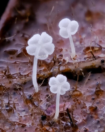 白色的幸运蘑菇
图源小红薯 Cho Fungi