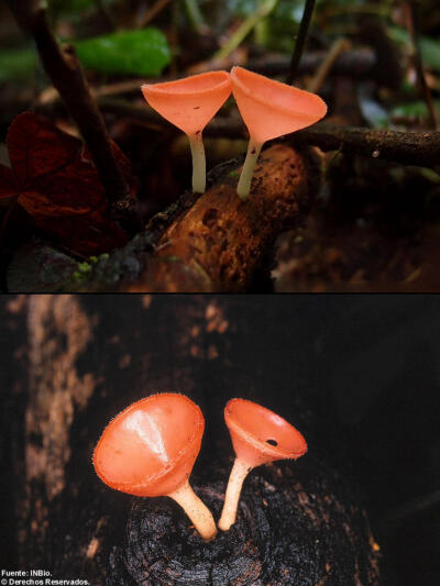 中文名：橘黄刺杯菌
拉丁学名：Cookeina speciosa
目：盘菌目
科：肉杯菌科 Sarcoscyphaceae
属：毛杯菌属 Cookeina
是否可食用：未知。
形态特征：
· 子实体小，高3-4cm，杯状，橙黄或橘黄色，似蜡质。
· 子囊盘…