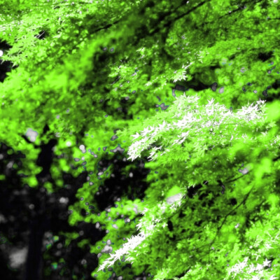 你手臂的淤青 像发霉的雨季