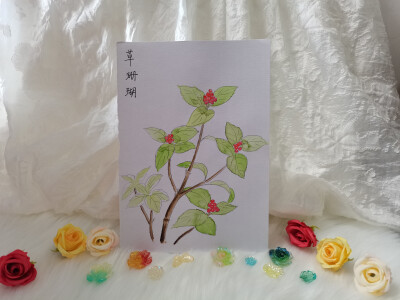 21 草珊瑚（绘画 | 水彩 | 果花甘03）
2018.06.24
让人看着清爽的草珊瑚，茶树般的植株形态，翠绿无瑕，叶芽处生出颗颗分明的小果实，红艳如蜜豆，秀丽如宝珠，似簪佩，似冠饰。
草珊瑚朴素中带着些秀气的惊艳。全…